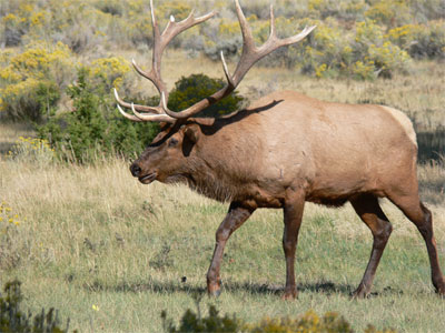 Bull Elk trying to herd his cows