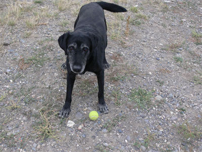 Sue, the Labrador retriever at the B&B wants to play 
