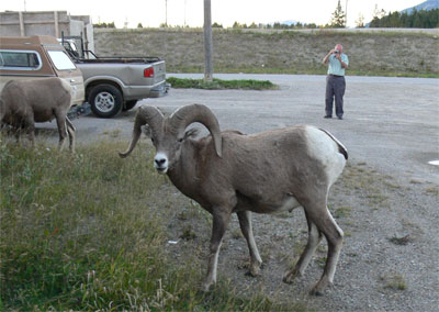 Bighorn Sheep in Golden, BC