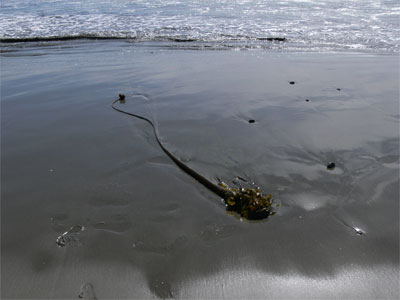 A kelp plant washed up on the beach 