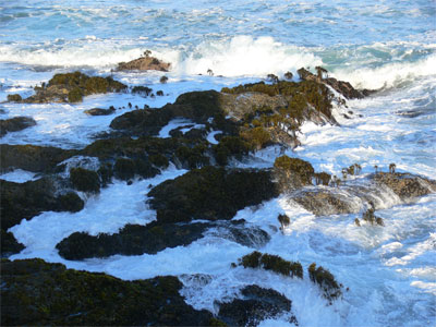 The kelp grows thick along the coast 