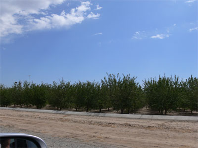 Miles of fruit grooves everywhere in California 