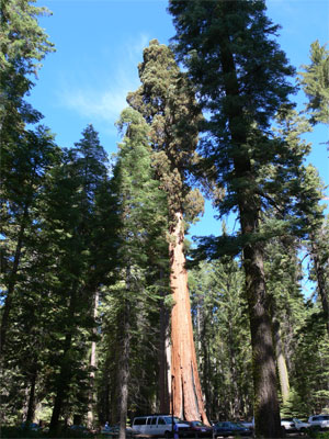 Giant Sequoias dwarf cars 