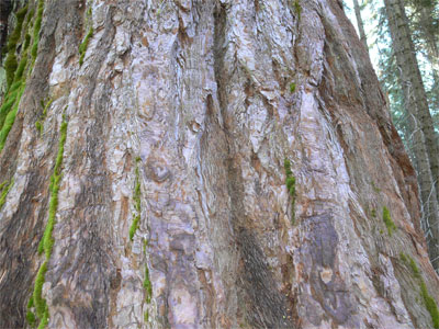 The bark of the redwood - It is very soft, like tissue paper
