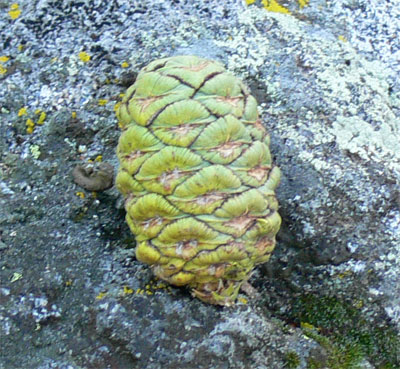 A green seed cone of the Giant Sequoias - Fire is needed to open it.