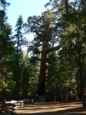 Giant Grizzly - A 2000 year old redwood 