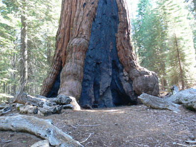 35' wide trunk of Grizzly Giant - Burn marks are common