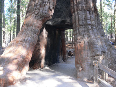 The California tree - The Walk Thru tree 