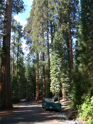 The tourist truck waits amidst the redwoods 