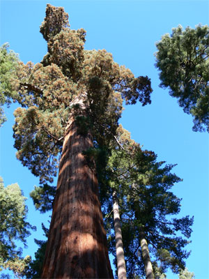 The lofty crown of a redwood 