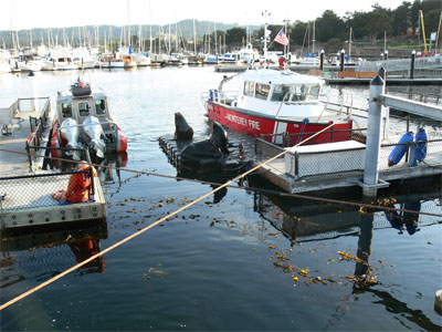 The pesky Sea Lions even occupy the Coast Guard docks 