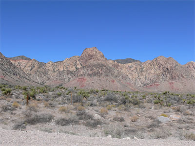 Cactus covered landscape around Las Vegas 