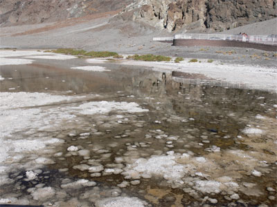 The spring at Badwater Basin. Anyone want a drink? 